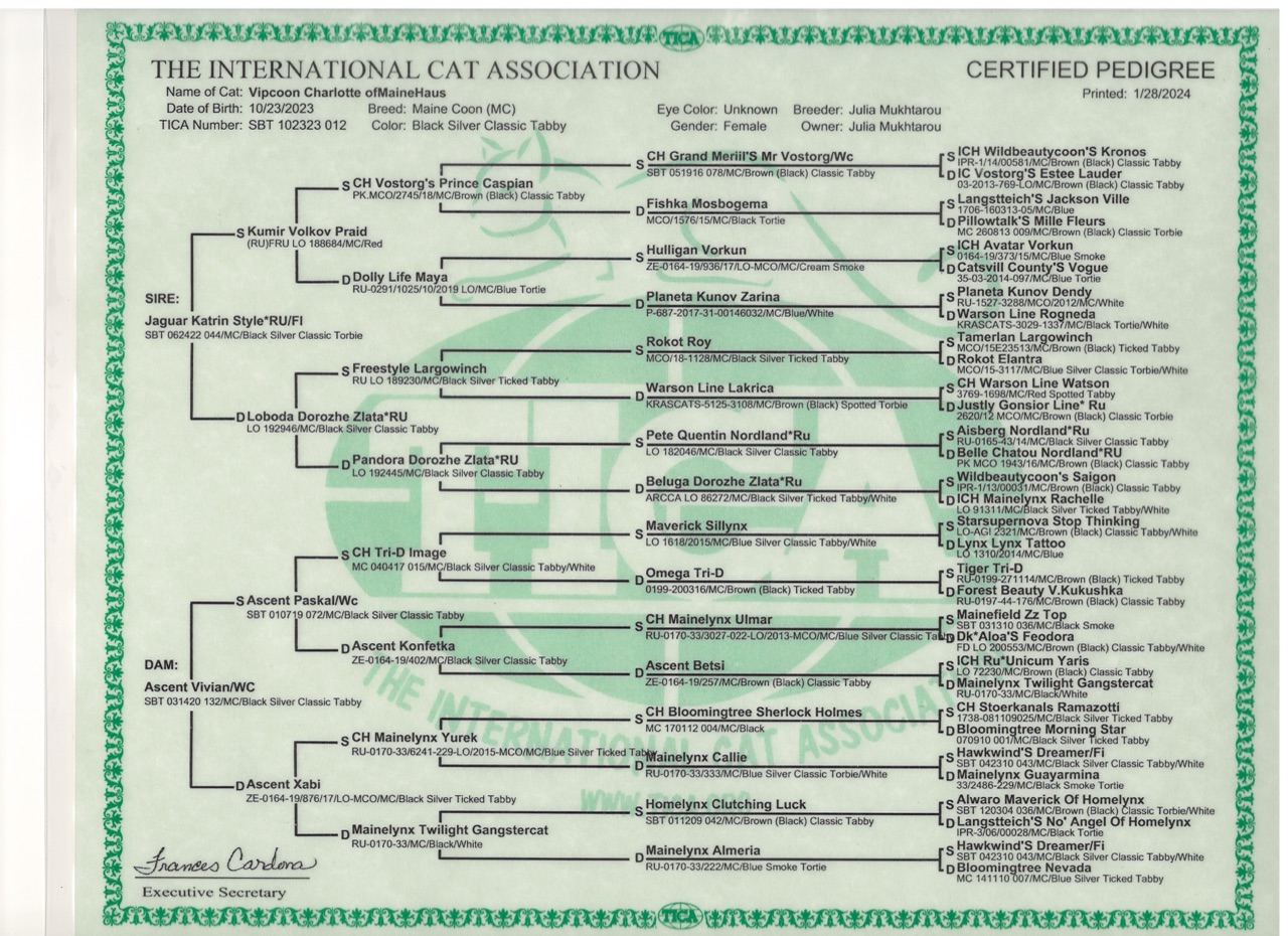 Full pedigree document for Vipcoon Charlotte ofMaineHaus, black silver classic tabby European Maine Coon, as issued