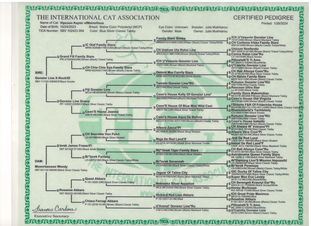 Full pedigree document for Vipcoon Kepler ofMaineHaus, blue silver classic tabby European Maine Coon, as issued